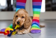 Low section of girl wearing colorful stockings standing by young English Cocker Spaniel on floor at home