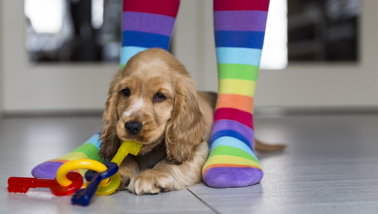 Low section of girl wearing colorful stockings standing by young English Cocker Spaniel on floor at home