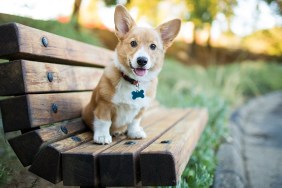 A Pembroke Welsh corgi puppy sits on a bench at a park outdoors.