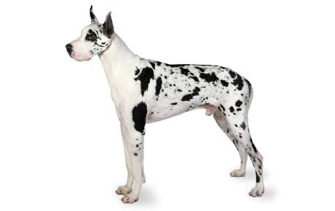 great-dane