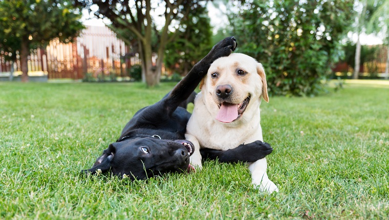 Couple or labrador retrievers playing in backyard