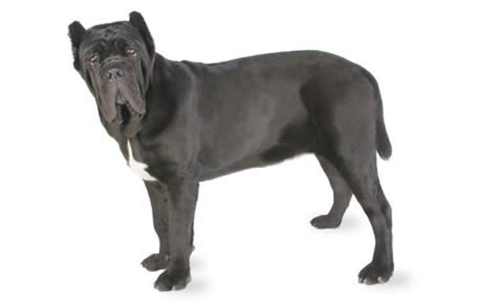 neapolitan-mastiff