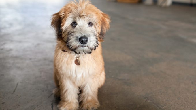 puppy on floor