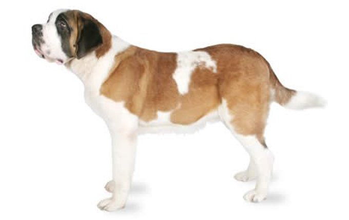 saint-bernard