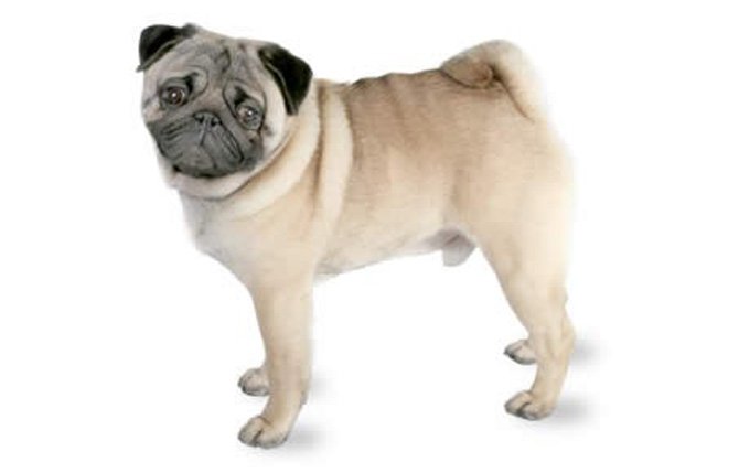 17-small-dogs-pug