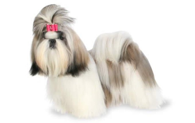 18-small-dogs-shih-tzu