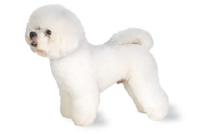 2-small-dogs-bichon-frise