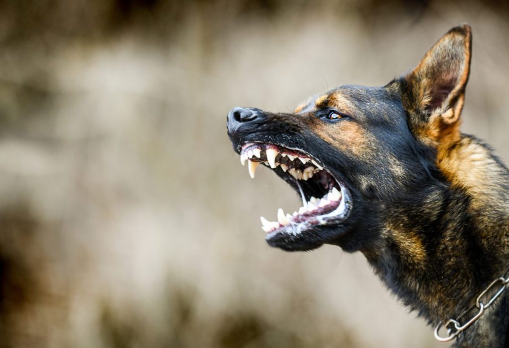 dogs with rabies baring teeth