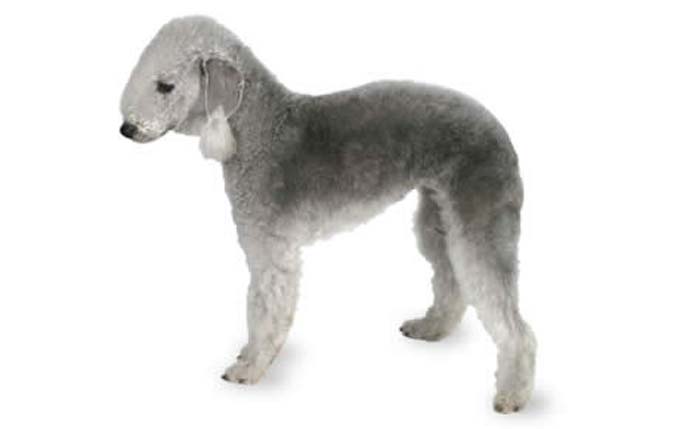 bedlington-terrier