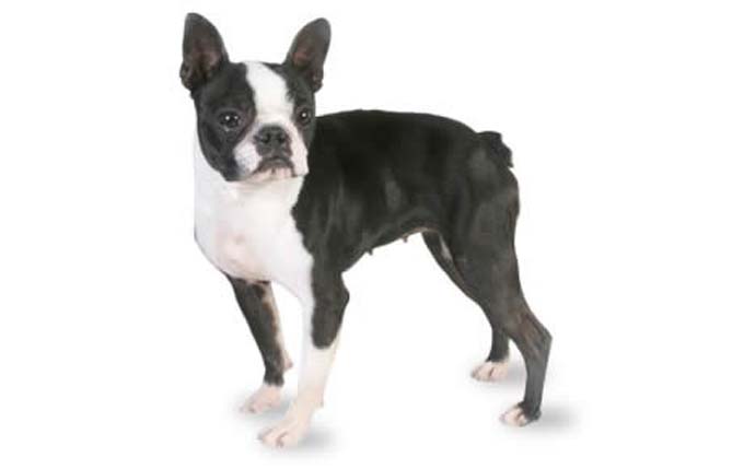 boston-terrier