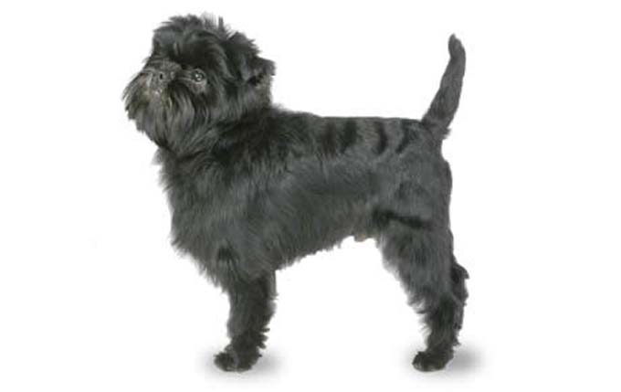 high-energy-small-dog-affenpinscher