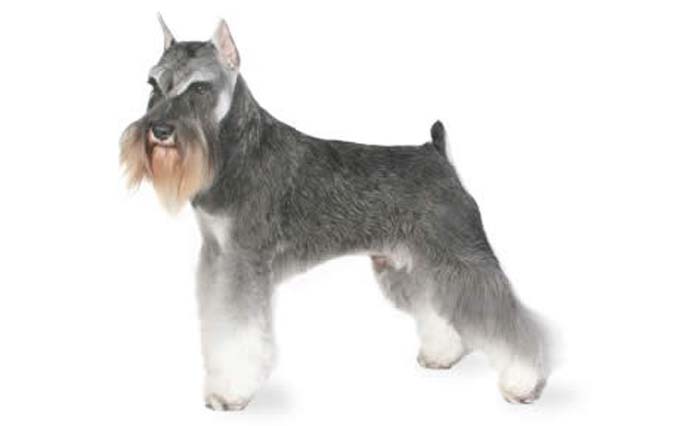 miniature-schnauzer