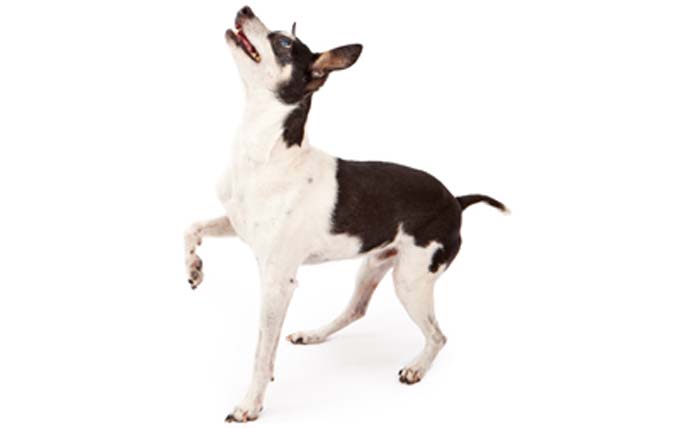 rat-terrier-dog