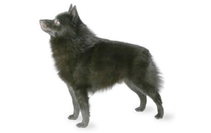 schipperke