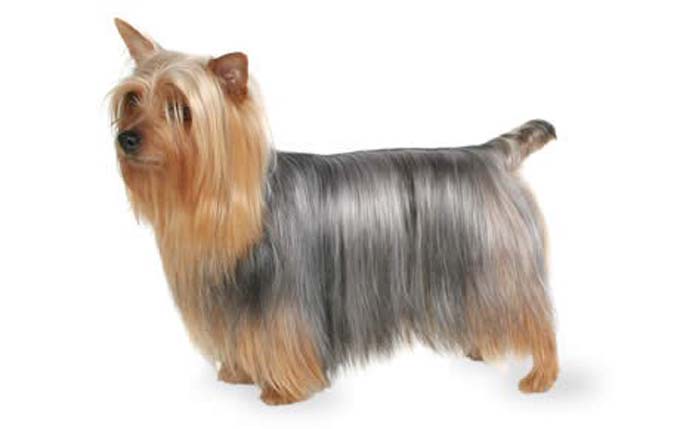 silky-terrier