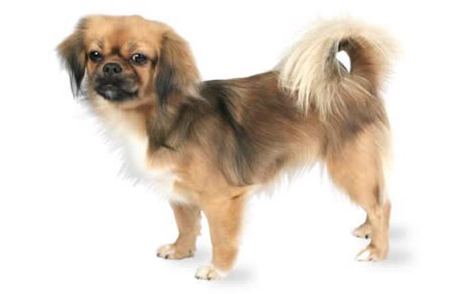 tibetan-spaniel