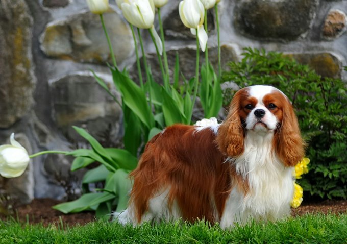 Cavalier King Charles Spaniel Standing On Field