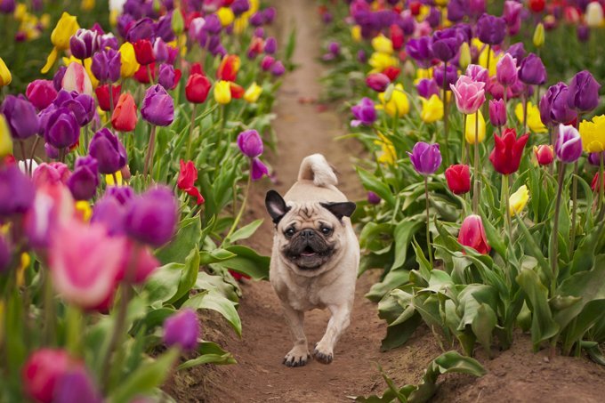 Wallace is a happy pug running through the tulip fields!