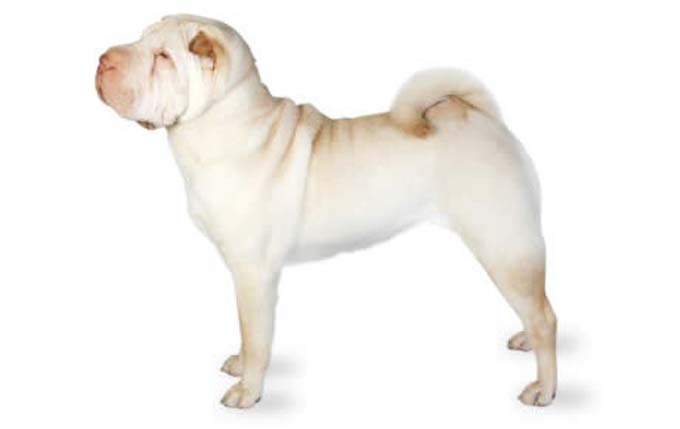 chinese-shar-pei