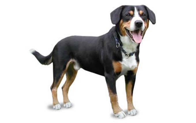 entlebucher-mountain-dog