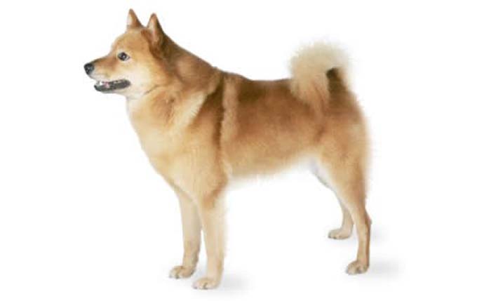 finnish-spitz