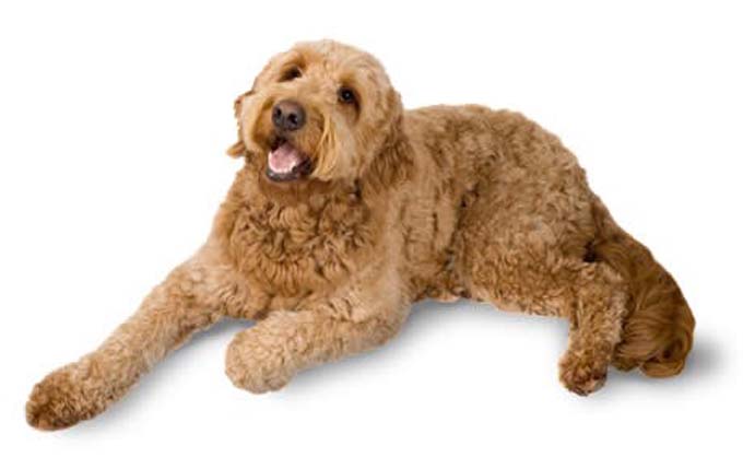 goldendoodle