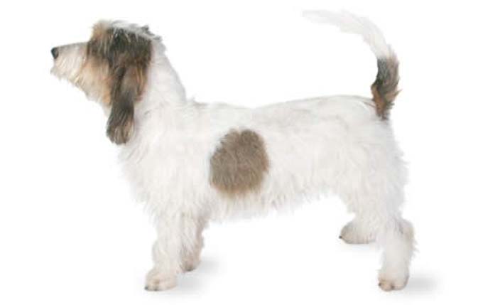 petit-basset-griffon-vendeen