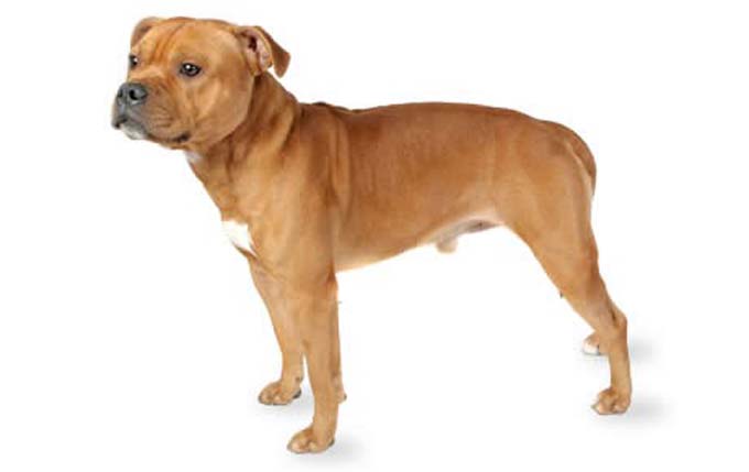 staffordshire-bull-terrier