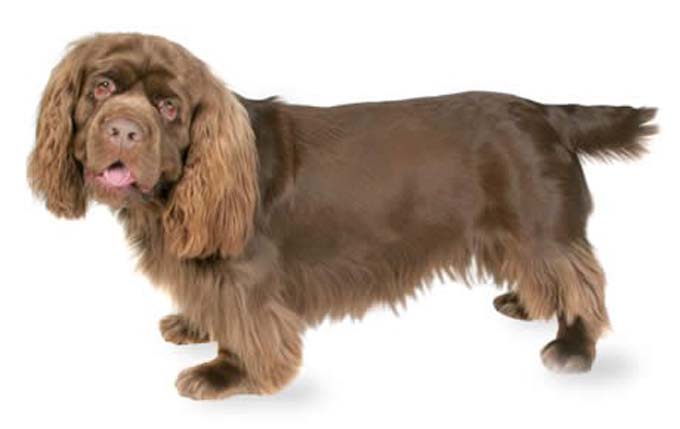 sussex-spaniel