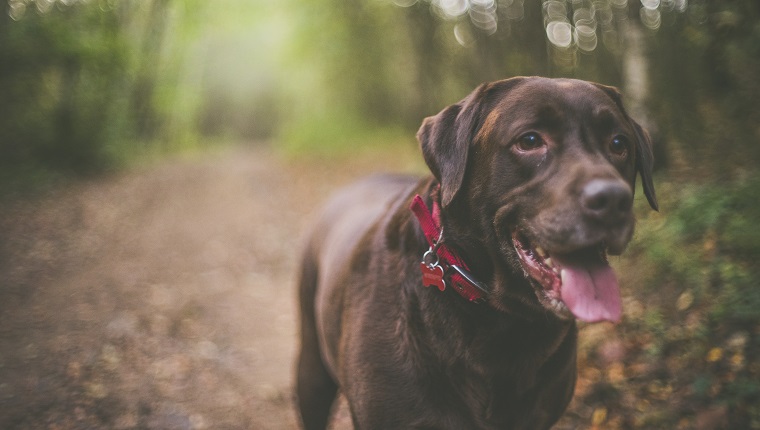 6 year old Chocolate Labrador called Bob out getting exercise and enjoying his walks. Taken near Pontefract in West Yorkshire