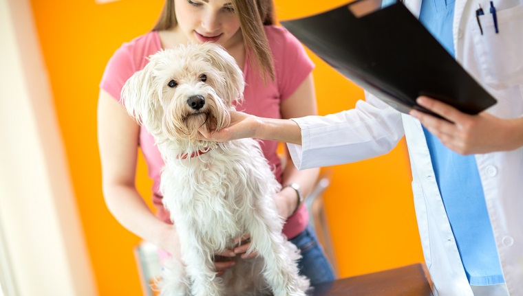 Veterinarian examining sick Maltese dog in vet clinic