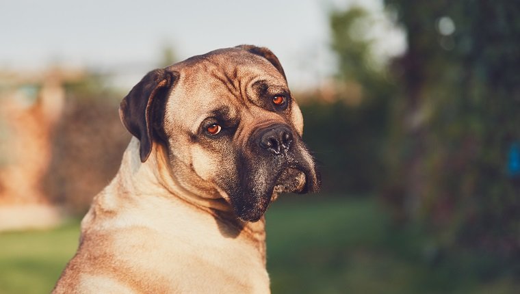 Sad look of the huge dog. Cane corso dog looking at camera. Themes loyalty, lost or desire.