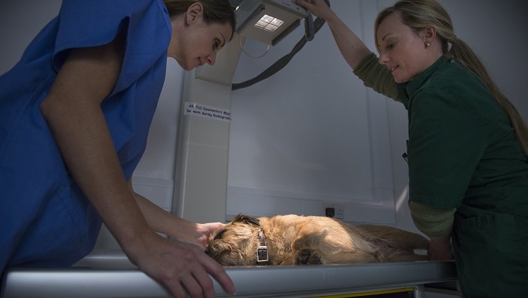 Vets performing xray on dog in veterinary surgery