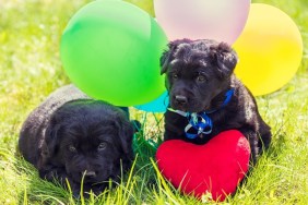 Two little Labrador retriever puppies with toy heart and colorful balloons. Dogs sitting outdoors on the grass in summer