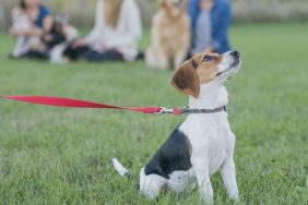 Beagle puppy at training class