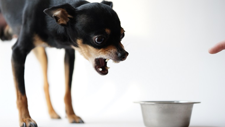 Angry litlle black dog of toy terrier breed protects his food in a metal bowl on a white background.