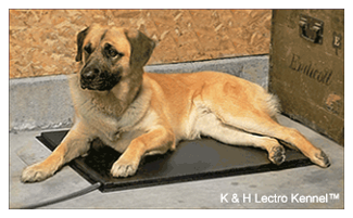 lectro kennel