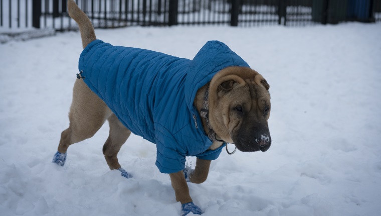 Shar-pei in winter booties and coat playing in the snow.