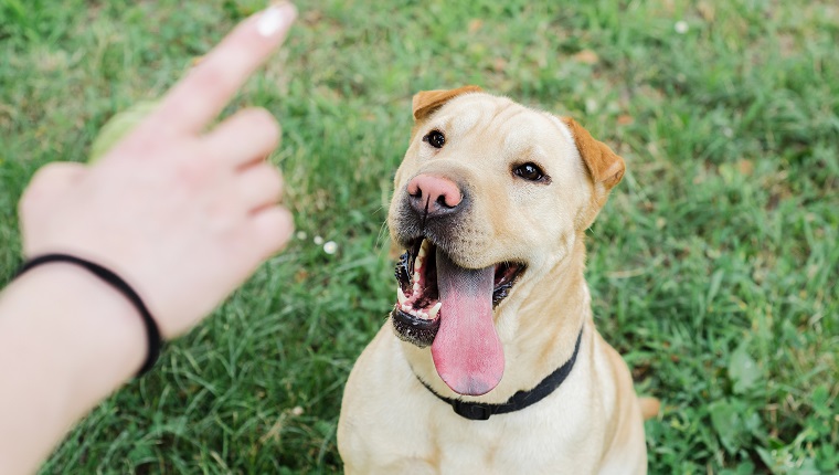 Closeup of dog owner's hand being used to teach yellow lab dog training guidelines and fundamentals.