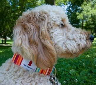 Thehydrantdog_thumb