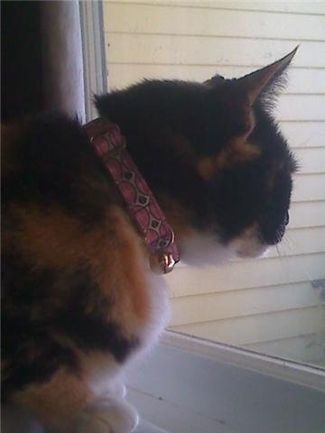 Thehydrantcat_thumb