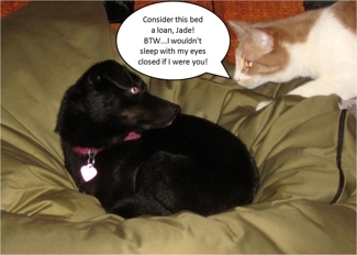 Jade & Zeus on Bumper Bed