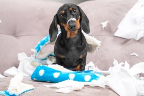 Mess dachshund puppy was left at home alone, started making a mess. Pet tore up furniture and chews home slipper of owner. Baby dog is sitting in the middle of chaos, gnawed clothes, looks piteously.
