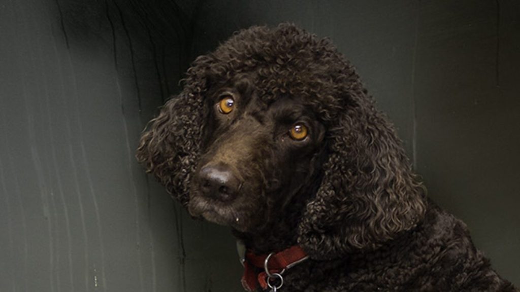 An Irish Water Spaniel looking into the camera.