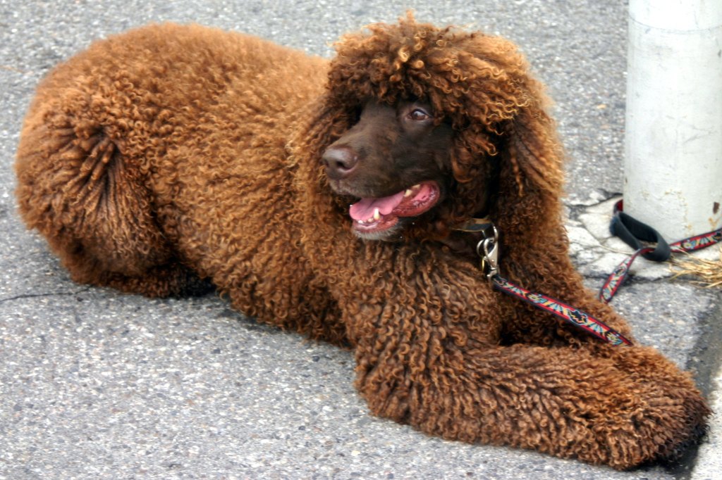 An Irish Water Spaniel lying on the asphalt.