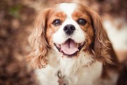 Cavalier King Charles Spaniel