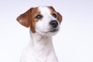 Jack Russell Terrier, a dog on a white background