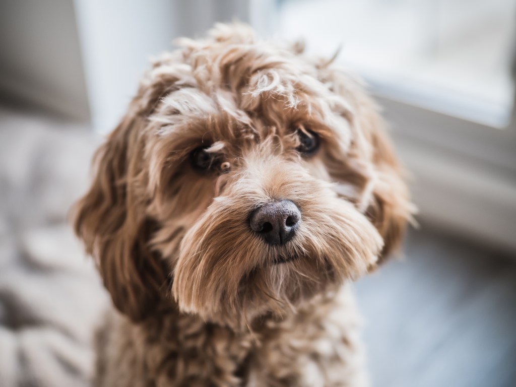 Very cute Cockapoo looking at the camera. Naturally lit with vibrant colours. Blonde dog.