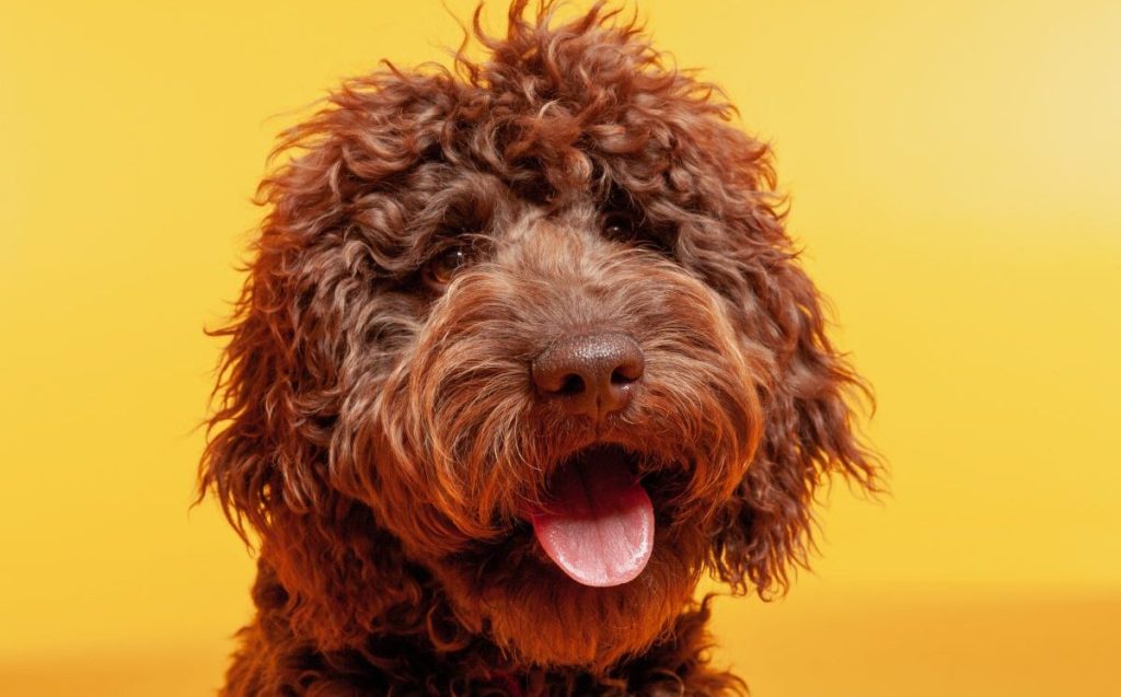 hair Labradoodle dog in a photo studio with a yellow background