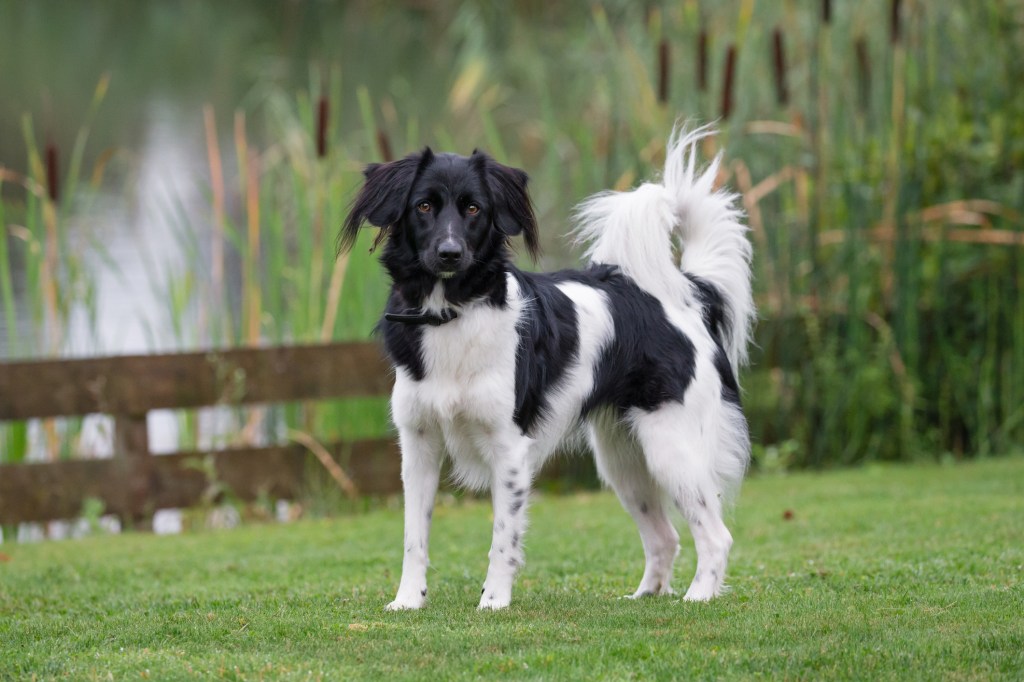 A Stabyhoun stands alert and ready for their next command. 